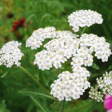 Krwawnik Bia Y Achillea Nasiona