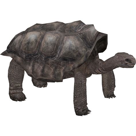 Pinta Island Tortoise (Whalebite) | ZT2 Download Library Wiki | FANDOM ...