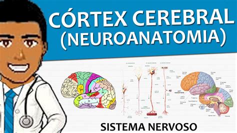 Sistema Nervoso C Rtex Cerebral Neuroanatomia E Histologia