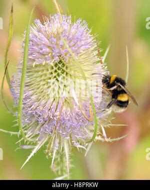 Buff-tailed Bumblebee (Bombus terrestris) nest with worker bees. Powys, Wales, July Stock Photo ...