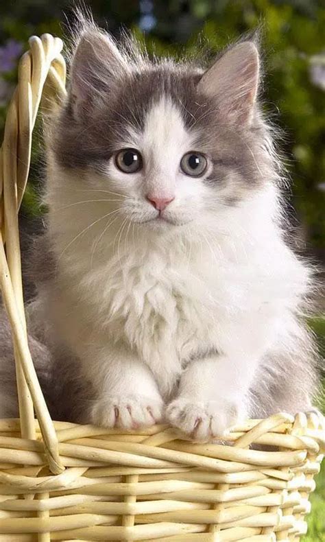 Kucing Wallpaper Hd - 57+ Koleksi Gambar