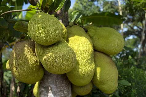 Sonhar Cabelo Na Comida Bom Ou Ruim Todos Os Significados