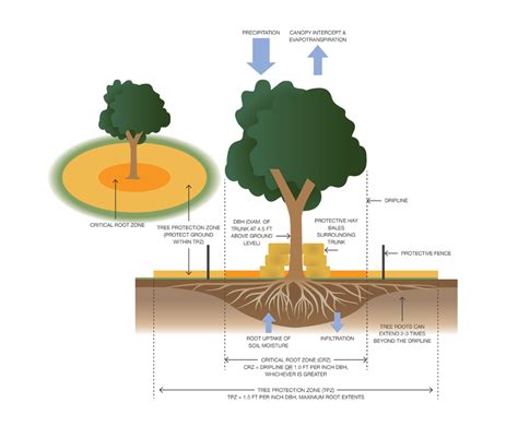 Tree Root System Diagram