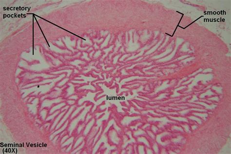 Seminal Vesicles – Tutorial – Histology Atlas for Anatomy and Physiology