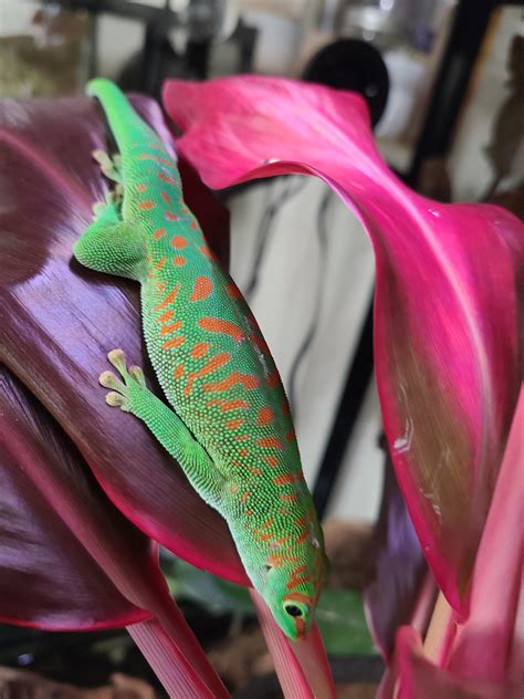 best gecko losing hair easily 1