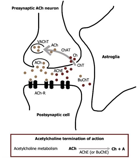 12 Neurotransmitters Ach Glutamate Gaba And Glycine Medicine