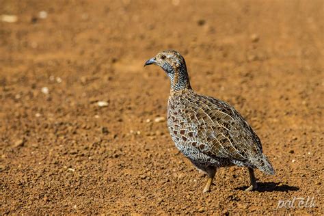 Wildlife Den – South African Wildlife Photography » Grey-Winged Francolin