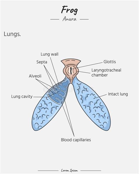 Anatomy Of Frog Lungs Illustration With Text Stock Vector Illustration Of Drawing Diagram