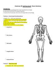 Lab 8 Bone Anatomy Pdf Anatomy 30 Lab Exercise 8 Bone Anatomy Lab