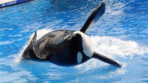 SeaWorld orca whale Tilikum dies | wbir.com