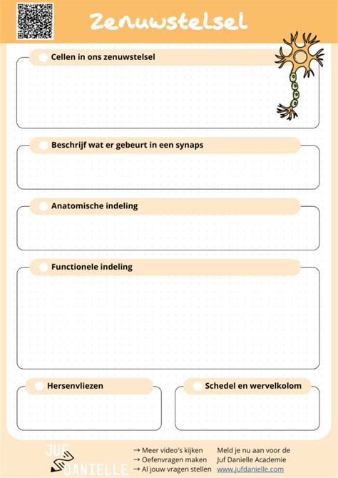 Actieve Samenvatting Zenuwstelsel De Basis Juf Danielle