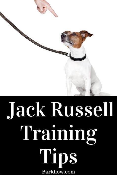 Are Jack Russells easy to train Jack Russell Terrier training secret ...