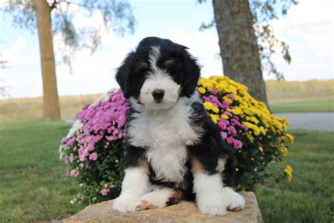 Mini Bernedoodle Breeder Miniature Bernedoodle Puppies For Sale