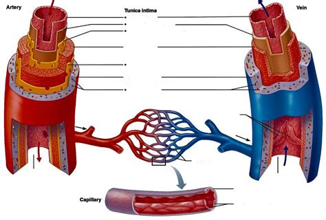 Microscopic Structure Of The Blood Vessels Diagram Quizlet