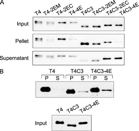 Site Specific Phosphorylation And Caspase Cleavage Differentially