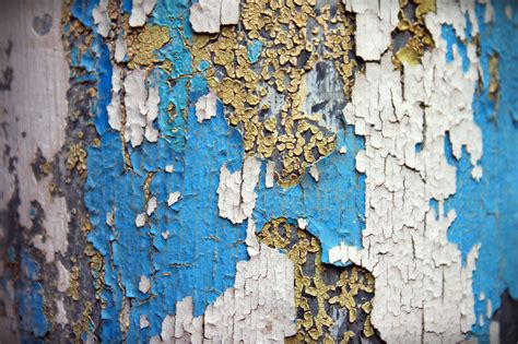 Images Gratuites Arbre Texture Feuille Vieux Urbain Mur