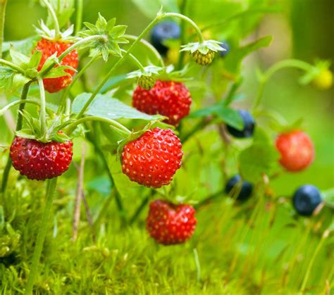 Morango silvestre plantio e cultivo de morangos silvestres Dicas da avó