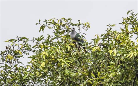 Pigeon Green Imperial Ducula Aenea Sri Lanka World Bird Photos