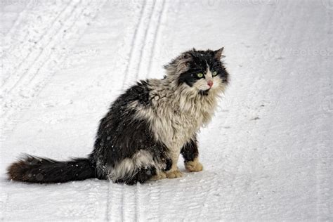 Cat portrait in the snow background 18742891 Stock Photo at Vecteezy