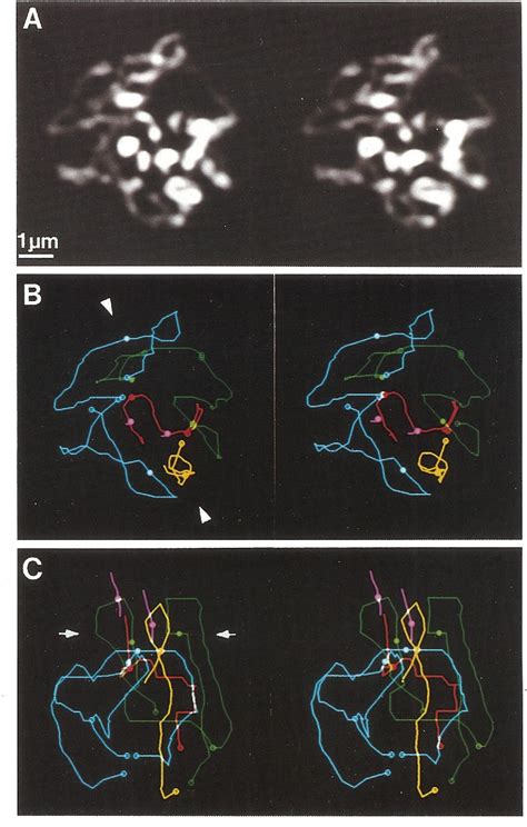 Figure From Three Dimensional Fluorescence Microscopy For The