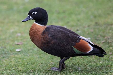 Australian Shelduck - Wildlife - Photo.net