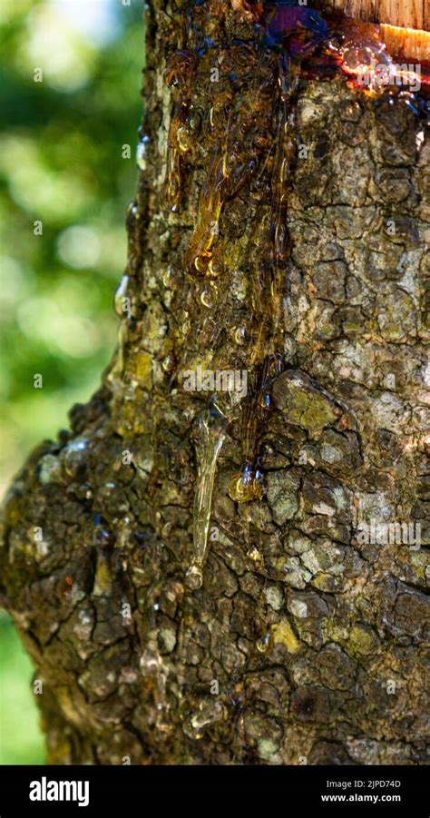 Resin Gum From The Cut Of A Tree Stock Photo Alamy