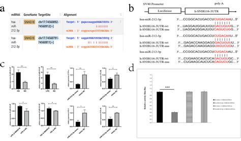 Snhg And Mir P Predicted Binding Sites A Schematic