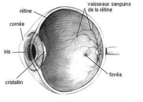 Ophtalmologie Définition Et Explications