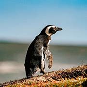 Penguin Named Dindim Yellowstone National Park Lodges