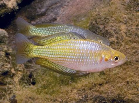 Fiche Du Poisson Melanotaenia Fluviatilis Aquablog