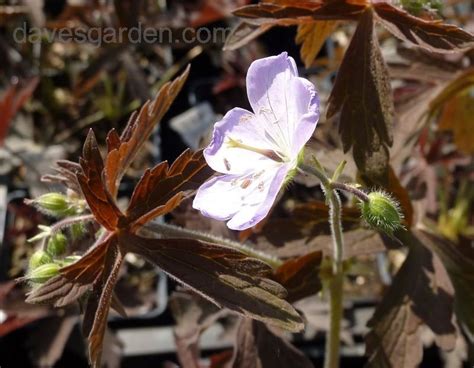 Plantfiles Pictures Geranium Cranesbill Hardy Geranium Espresso