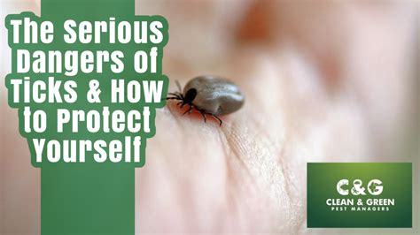 The Serious Dangers Of Ticks And How To Protect Yourself · Clean And Green Pest Control Northern Beaches