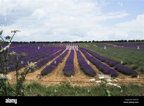 Lavender Fields, Norfolk Lavender, UK Stock Photo - Alamy