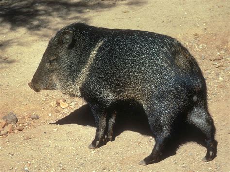 Arizona Javelina