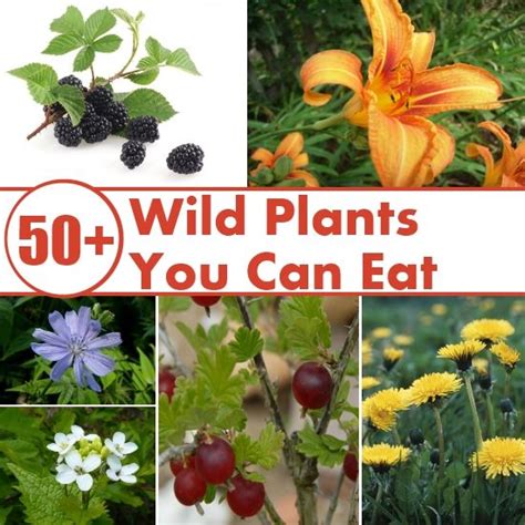 Wild Plants You Can Eat Plants Wild Plants Canning