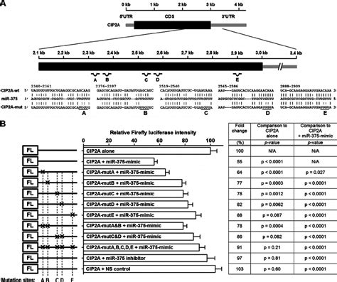 CIP2A Is Directly Regulated By MiR 375 Through Multiple Binding Sites