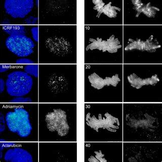 Aclarubicin Does Not Induce DSBs And Depletes Chromosomes Of Topo II