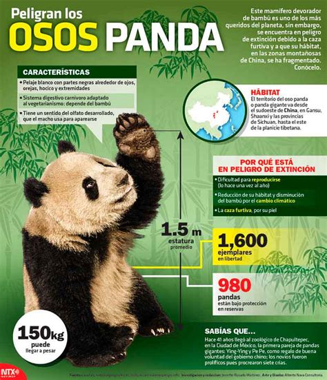 Hoy Tamaulipas Infografía Peligran los osos panda