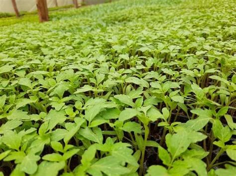 Safa Bawito F1 Tomato Seedlings Cheapthings