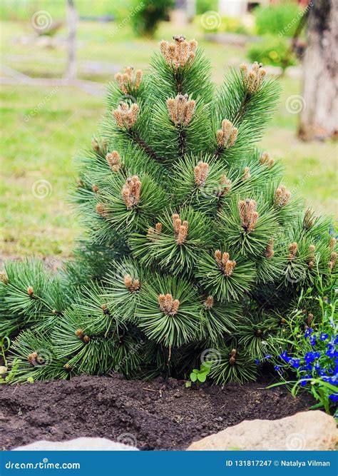 Decorative Dwarf Pine Grows in the Garden Stock Image - Image of female