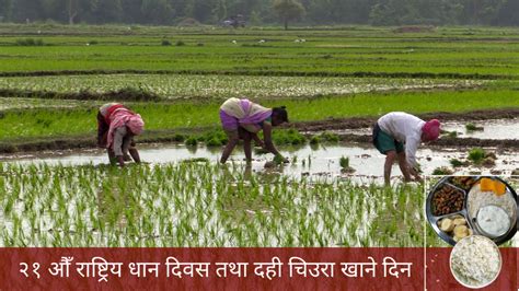 २१ औँ राष्ट्रिय धान दिवस ‘जलवायु मैत्री कृषि धान उत्पादनमा वृद्धि’ Rojgar Manch