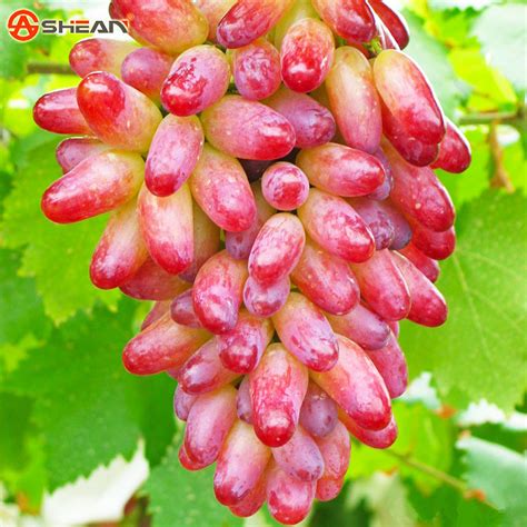 Beauty Finger Grape Seeds Natural Growth Grape Sweet Kyoho Grape Fruit