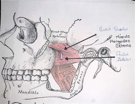 MUSCULO PTERIGOIDEO INTERNO