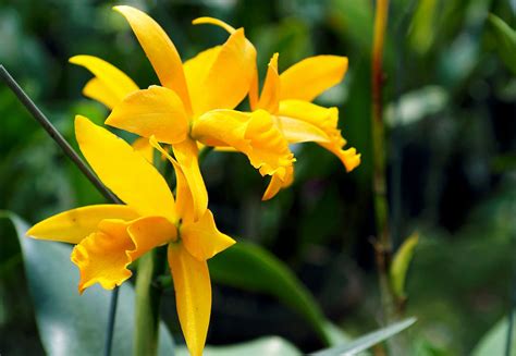 Yellow Orchids in Closeup Photo · Free Stock Photo