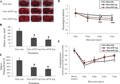 Acidic FGF Promotes Neurite Outgrowth Of Cortical Neurons And Improves