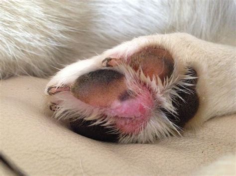 Infection & Possible Tumor on Paw Pad. Help plz. Pictures Included