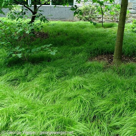 Pennsylvania Sedge Grass, Carex | American Meadows