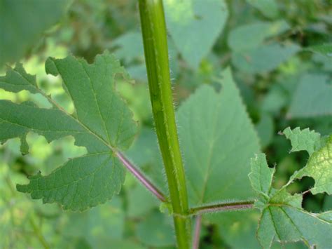 Agastache nepetoides (Giant Yellow Hyssop)