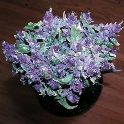 Purple Flower Weed Identification Chart