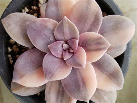 Graptopetalum Superbum F Variegata Graptopetalum Succulentopedia